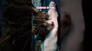 e os Gatos gatos fashionbrand cat luxurybrand miumiu humor memes palmeirasoficial [upl. by Ssac725]