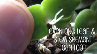 Succulent Propagation Secrets for Stacking Crassula [upl. by Idurt932]