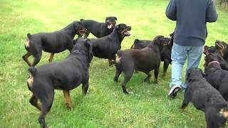 AMAZING ROTTWEILER KENNEL HARDRADA IN NZ 1 [upl. by Cicily]