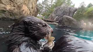 Boisterous Otters Shuck Oysters In Water [upl. by Cindi]