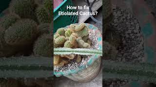 How to fix Etiolated Cactus [upl. by Attayek]