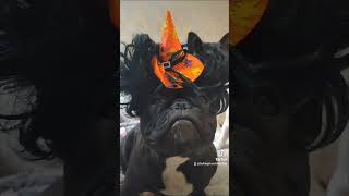 Lolas Halloween franchbulldog pets frenchbulldoglover frenchbulldog [upl. by Ecirual]