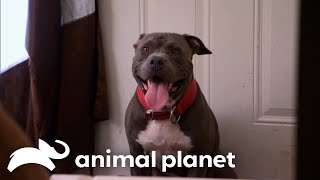 Behind the Scenes of Some of the Craziest Dog Rescues  Pit Bulls and Parolees  Animal Planet [upl. by Papke666]