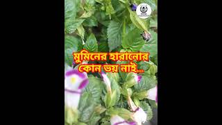 মুমিনের হারানোর কোন ভয় নাই।Nipas Islamic Studio fbreelsfypviralシ fbreels23 fbyシvideo viral [upl. by Allan761]