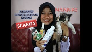 Tips Menyembuhkan Scabies Pada Kucing [upl. by Alistair41]