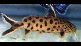 Synodontis Petricola Catfish 125quot size For Sale shipping USA [upl. by Renrew]