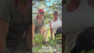 Hiking with a friend at Alafia River State Park hiking florida tampabay alafayariver [upl. by Aicilef956]