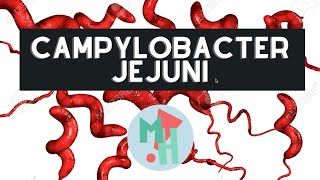 ‼️Campylobacter jejuni causa común de gastroenteritis [upl. by Cheslie307]