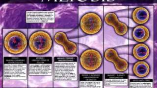 Mitosis vs Meiosis [upl. by Worrell]