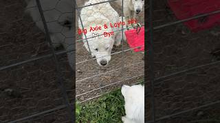 Layla our Great Pyrenees Mommy says goodbye with a wink to her youngest puppy puppy adopted puppy [upl. by Moran972]