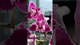 Phalaenopsis Chia E Yenlin Variegata [upl. by Milone]