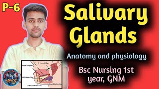 Salivary glands  salivary glands anatomy bsc nursing 1st year  anatomy and physiology  GNM [upl. by Biggs519]