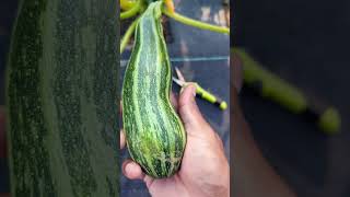 Cocozelle quotMost Flavorful Zucchini Ever quot Quick Harvest tips zucchini squash garden [upl. by Iniretake]