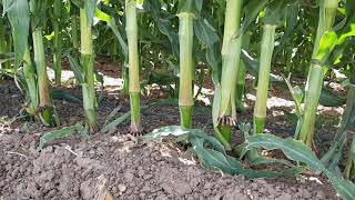 Inside a 100 Acres Corn Field Under Drip Irrigation Israel [upl. by Asillim]