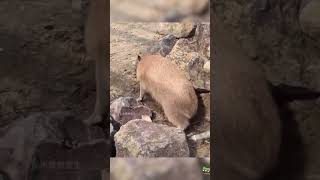 Chill Capybarass Happy Life and Memes cute capybara animals [upl. by Yenahc]