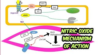 Mechanism of action of nitric oxide [upl. by Ladiv736]