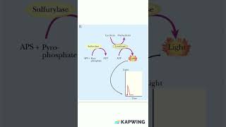 Principle of Pyrosequencing dnasequencing molecularbiology genetics [upl. by Munroe]