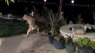 Two Doberman dogs attack 1 Pitbull Pitbull stand her ground [upl. by Ecille]