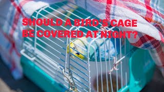 Should a Birds Cage Be Covered at Night parakeets pets budgies animals [upl. by Lawler393]