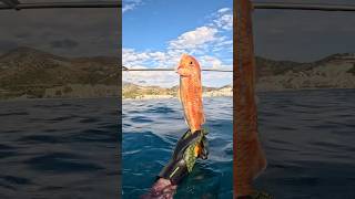 Salmonete enorme 😳💪🏽spearfishing pescasubmarina bigfish pesca [upl. by Coleville]