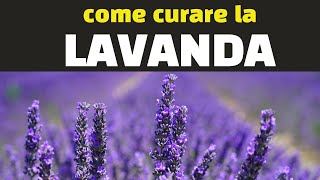 Come curare la LAVANDA [upl. by Eilla966]