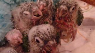 The Conure Coop Baby YellowSides High Red Conures [upl. by Celie290]