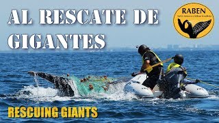 What is the Whale Disentanglement Network known in Spanish as RABEN and how does it works [upl. by Cleti366]