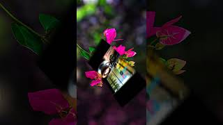 BLUR BACKGROUND EDITINGlightroom picsart photoroom lensdistortions [upl. by Yerak567]