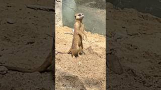 The Meerkat journey continues BerlinZoo TravelVlog LifeAbroad berlin zoo animals childhood [upl. by Ostap512]