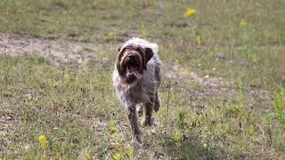 Wirehaired Pointing Griffon Water Retrieval Expert [upl. by Kotta]