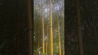 Phyllostachys Aureosulcata Spectabilis [upl. by Nnairahs809]