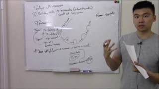 Types of Pneumocyte [upl. by Chyou]