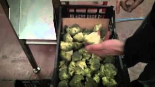 Broccoli cutter Air Driven  Semi manual wwwaitenetcom [upl. by Ecirtal]