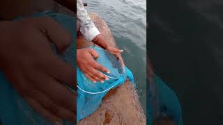 Young Mans Secret Fishing Idea fishing fishingvideos thoondilulagam seafishing [upl. by Vala196]