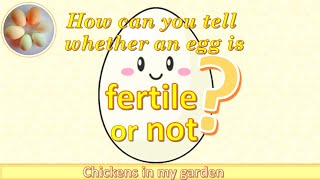 How to tell whether an egg is fertilised or not [upl. by Becka]