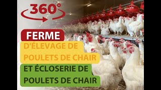 360 Ferme délevage de poulets de chair et écloserie de poulets de chair [upl. by Nyrroc]