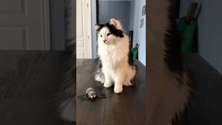 Are you afraid of spiders 🕷️ spookyseason catsofshorts herecomeshalloween [upl. by Aneroc]