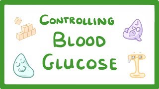 GCSE Biology  Control of Blood Glucose Concentration 56 [upl. by Natalina]