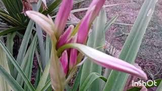 Crinum powellii Plant  Swamp Lily Plant [upl. by Asenaj]