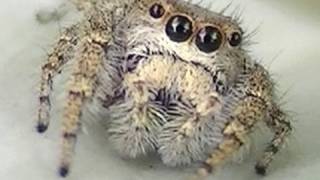 DiegoDCvids  Cute Jumping Spider ♂ Aranha Papa Mosca  Florianópolis Brasil [upl. by Young399]