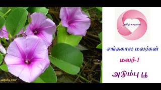 அடும்புசங்ககால மலர்1 Ipomoea pescaprae [upl. by Ahtiekal]