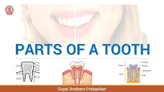 Parts of a Tooth [upl. by Storz294]