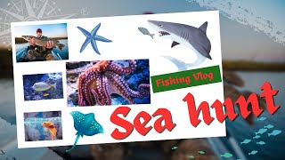 Sea Hunt Discovering the Amazing World of Underwater Animals [upl. by Anika]