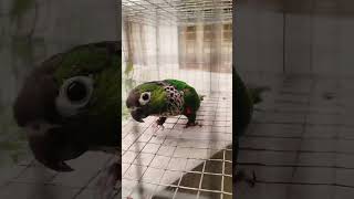 Black cap conure pure breed 8112248582 [upl. by Yenhpad]