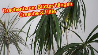 Drachenbaum lässt Blätter hängen und die Blätter fallen ab – Ursache amp Hilfe [upl. by Tasha]