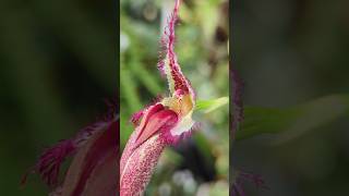 Diese Orchidee hat einen gemeinen Trick bulbophyllum [upl. by Machutte]