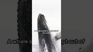 Help the whale remove barnacles animals wildlife shortvideo savewildanimals shorts whale [upl. by Ecallaw364]