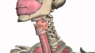 Respiratory System Introduction  Part 1 Nose to Bronchi  3D Anatomy Tutorial [upl. by Bonnell]