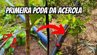 Primeira poda Desbrota da Acerola  Podas da acerola [upl. by Anirbaz]