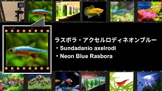 ラスボラ・アクセルロディネオンブルー ・Sundadanio axelrodi ・Neon Blue Rasbora [upl. by Enelam939]